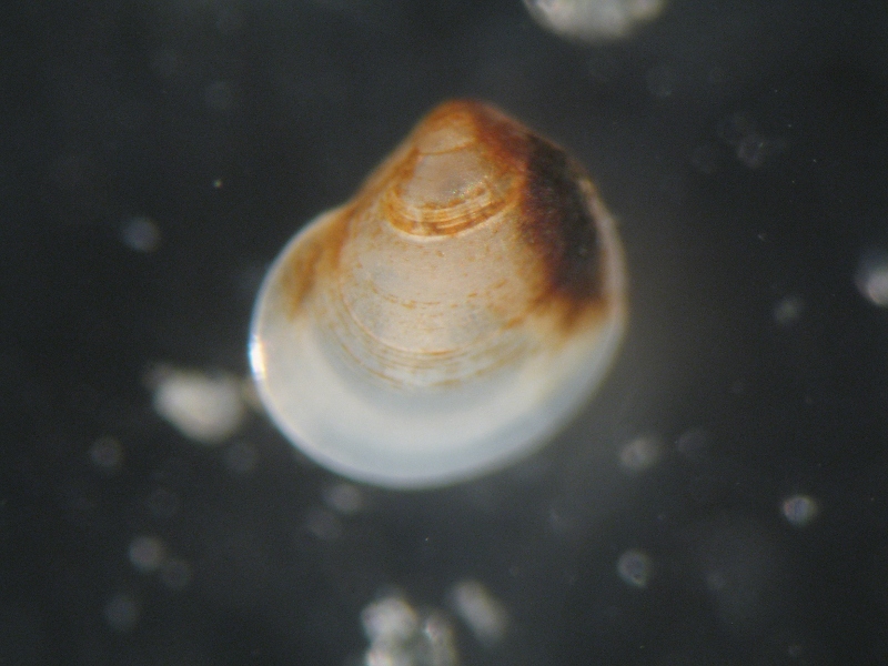 Giovani di Lucinella divaricata?